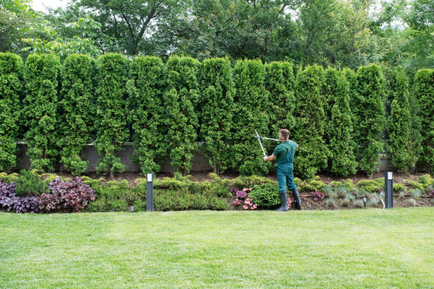 Organic Lawn Care Solutions in Enterprise, OR