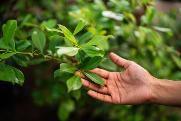 Reliable Enterprise, OR Tree Services Solutions
