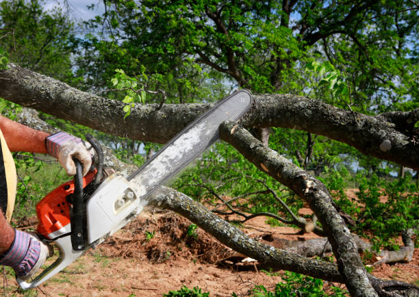 Best Lawn Maintenance Plans  in Enterprise, OR